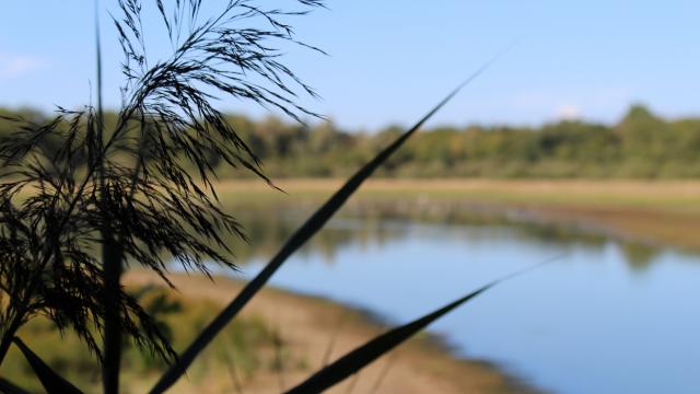 Etang Vernange en Dombes