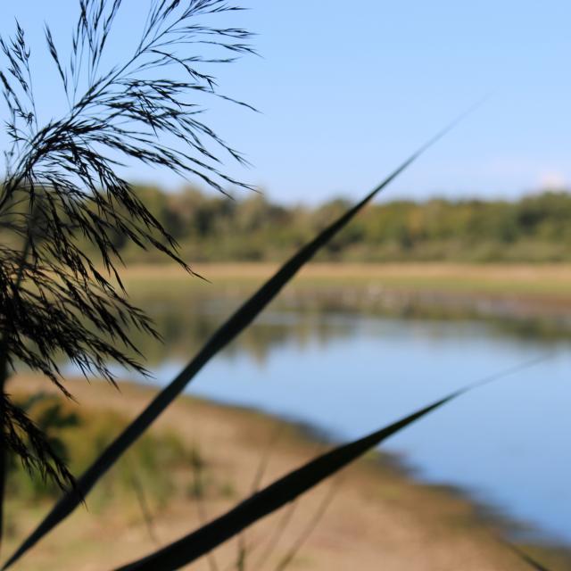 Etang Vernange en Dombes