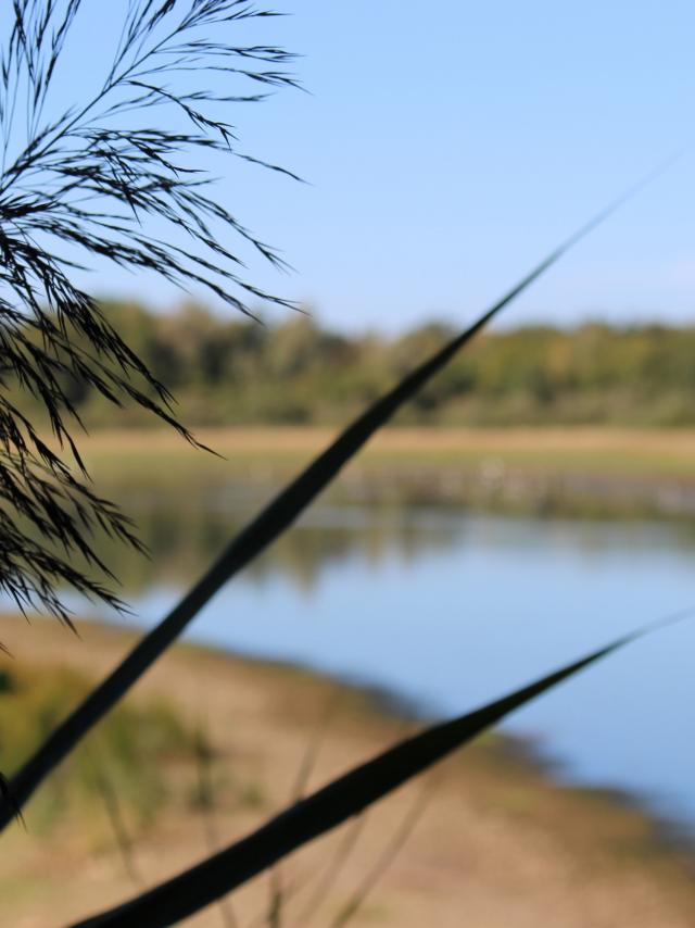 Etang Vernange en Dombes