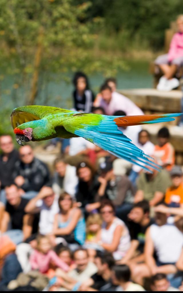 Spectacle d'oiseaux en plein vol au Parc des oiseaux