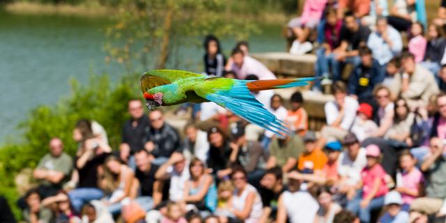 Spectacle d'oiseaux en plein vol au Parc des oiseaux