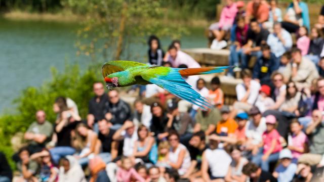 Spectacle d'oiseaux en plein vol au Parc des oiseaux