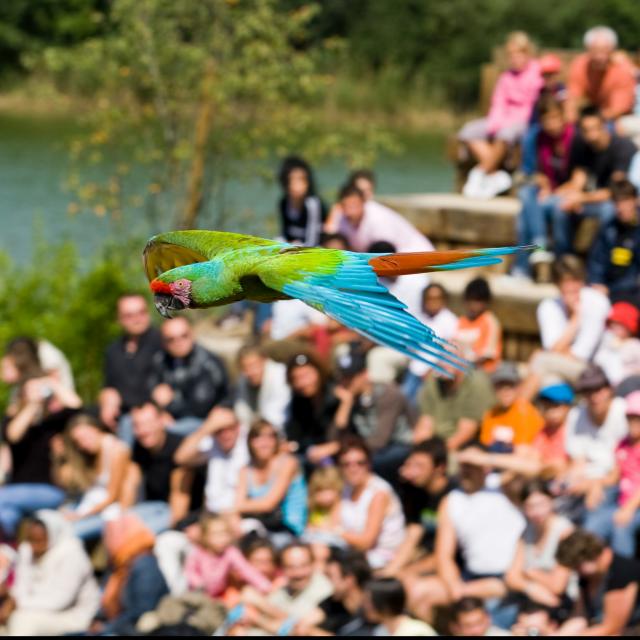 Spectacle d'oiseaux en plein vol au Parc des oiseaux