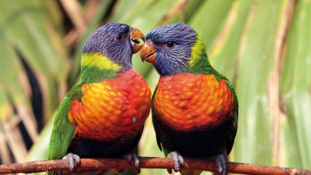 Loriquet à tête bleue au Parc des oiseaux ©Y. Thonnerieux