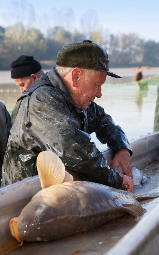 Journee peche etang de la Dombes (Ain)