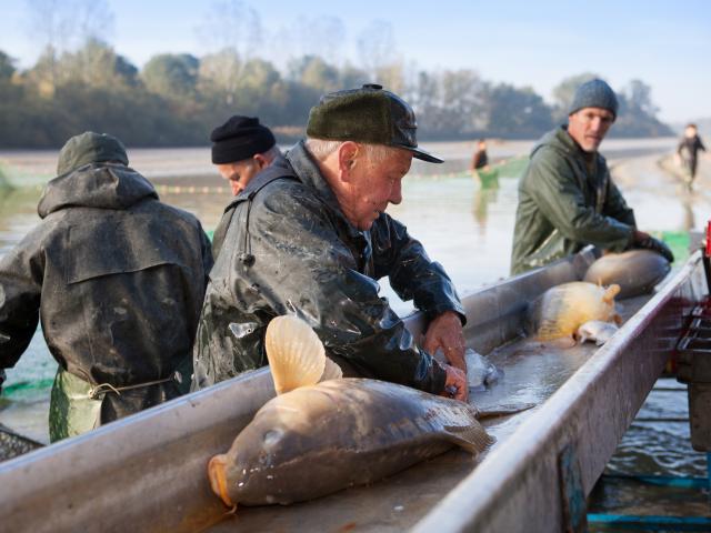 Journee peche etang de la Dombes (Ain)