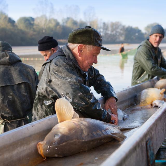 Journee peche etang de la Dombes (Ain)