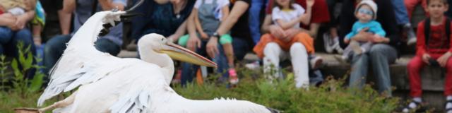 Pelican Blanc au Parc des Oiseaux