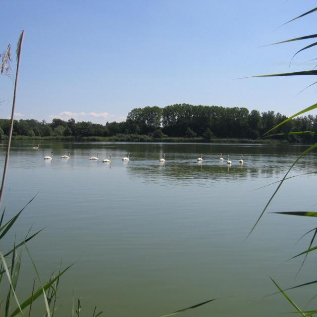 Etang de la Dombes avec des cygnes