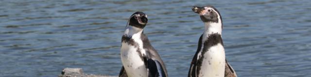 Manchots de humbolt au Parc des Oiseaux