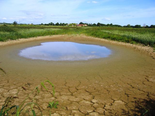 Etang en assec dans la Dombes