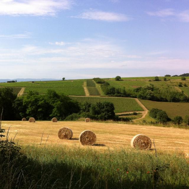 beaujolais-1.jpg