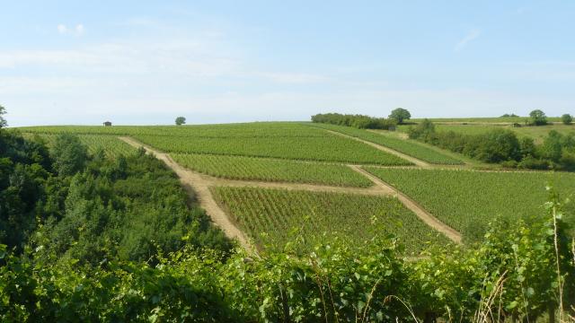 Vignes du Beaujolais