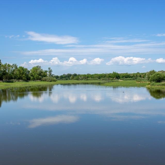 Etang de la Dombes