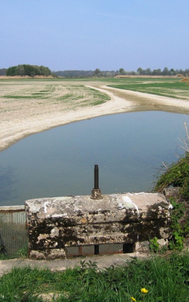 Etang de la Dombes en assec