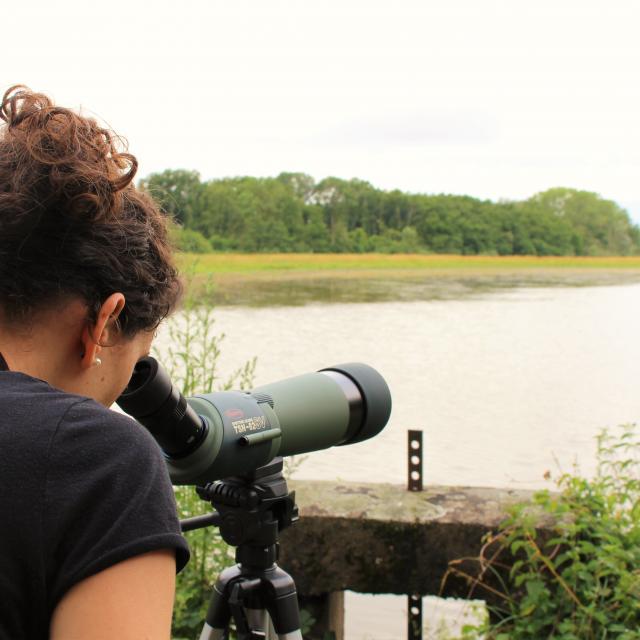 Observation des oiseaux