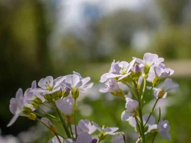 Fleurs sur chemins de randonnée proche de Lyon