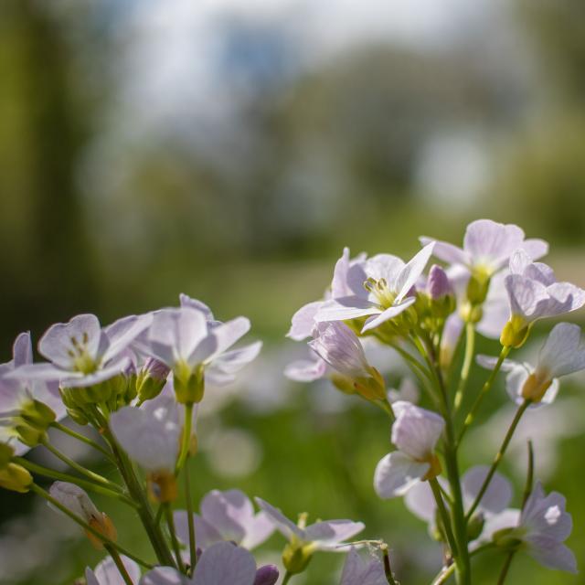 Fleurs sur chemins de randonnée proche de Lyon