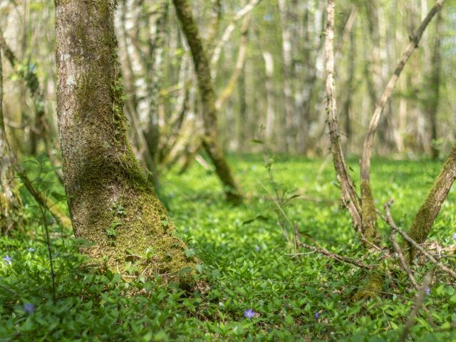 Circuit de balade proche de Lyon en pleine nature