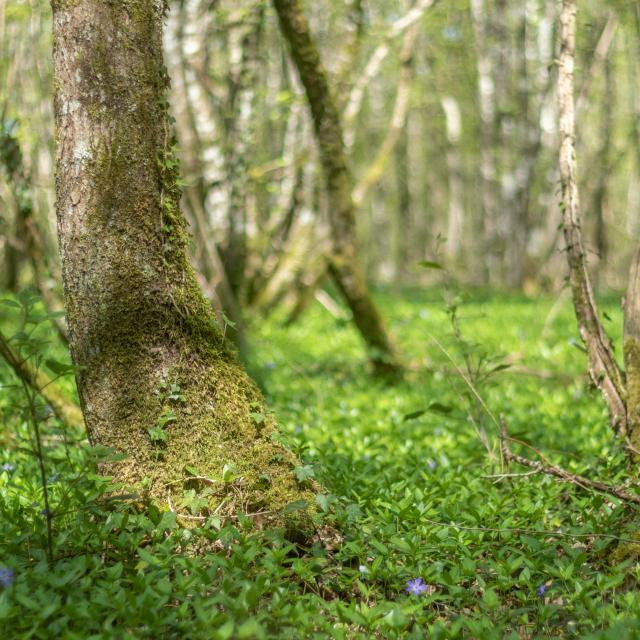 Circuit de balade proche de Lyon en pleine nature