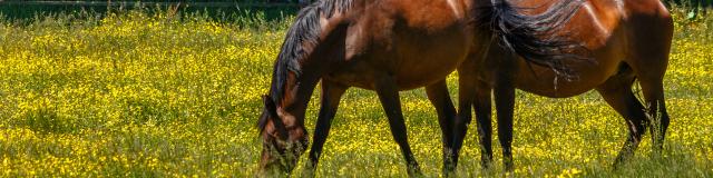 Chevaux en Dombes pré fleuri