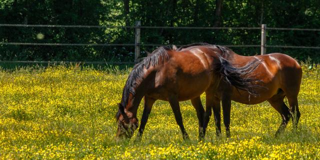 Chevaux en Dombes pré fleuri