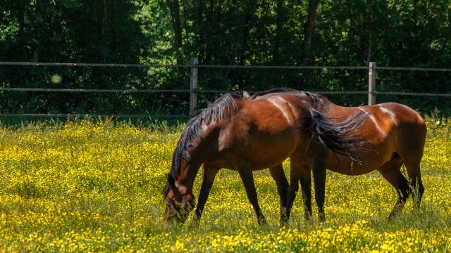 Chevaux en Dombes pré fleuri