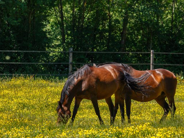 Chevaux en Dombes pré fleuri