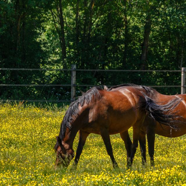 Chevaux en Dombes pré fleuri