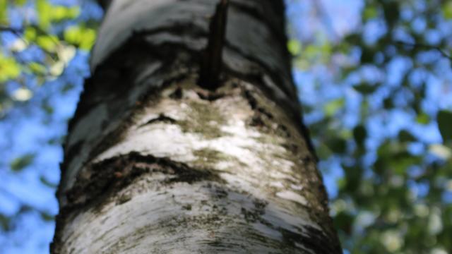 Forêt de Vernange en Dombes