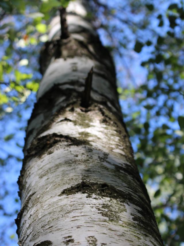 Forêt de Vernange en Dombes