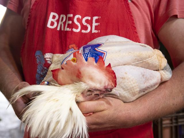 Poulet de Bresse sur le Marche de Chatillon-sur-Chalaronne, Ain.