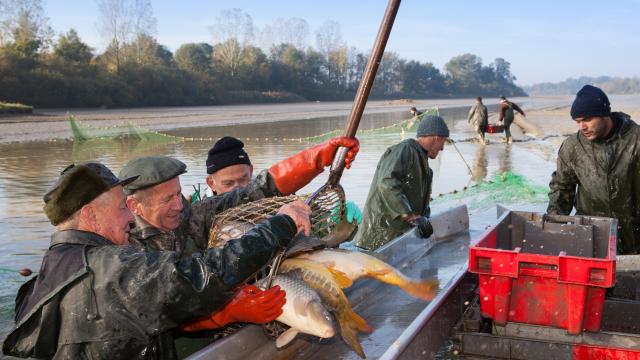 Journee peche etang de la Dombes (Ain)