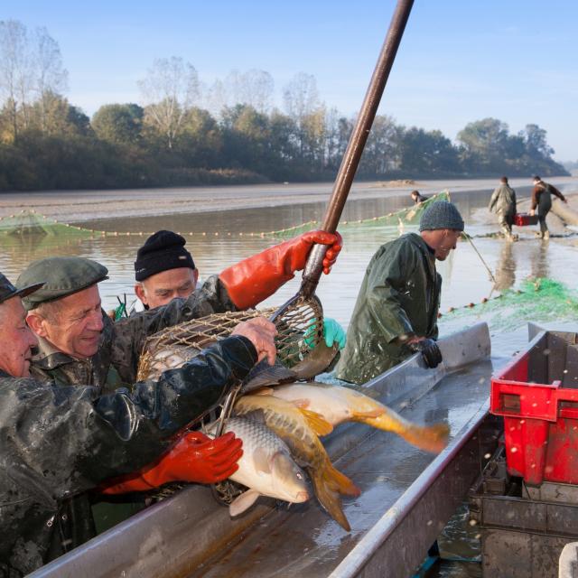 peche-etang-dombes019.jpg