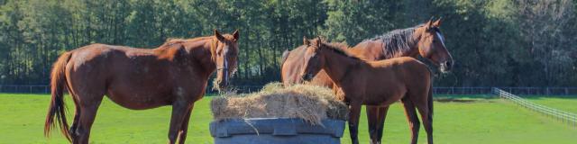 Chevaux en Dombes