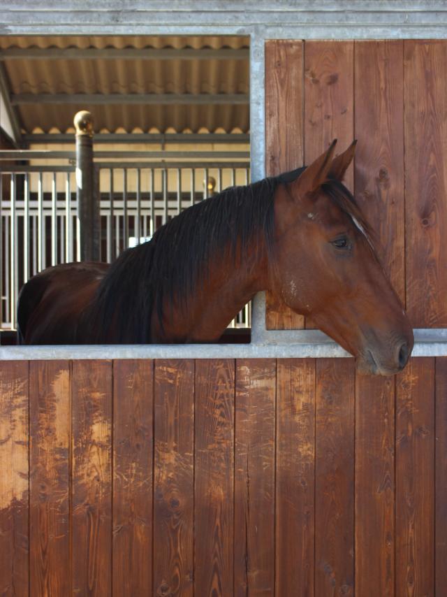 Cheval dans un box