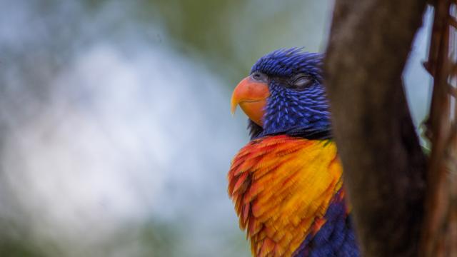 Loriquet au parc des oiseaux de Villars les Dombes