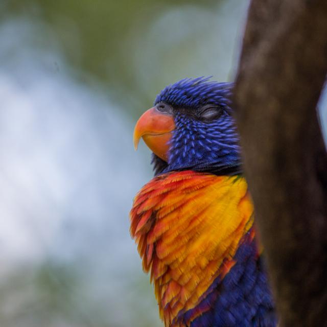 Loriquet au parc des oiseaux de Villars les Dombes