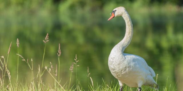 Cygne Etang Saint Andre De Corcy