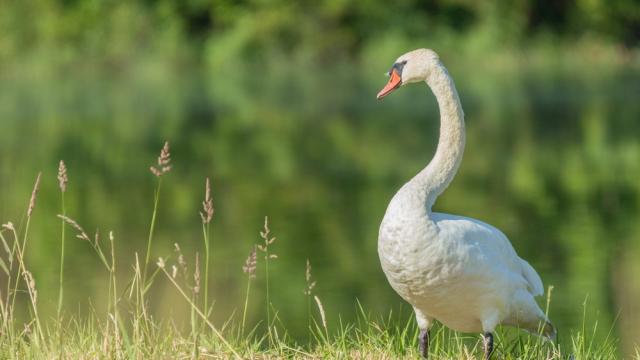 Cygne Etang Saint Andre De Corcy