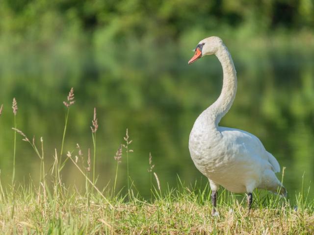 Cygne Etang Saint Andre De Corcy