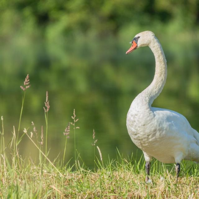 Cygne Etang Saint Andre De Corcy