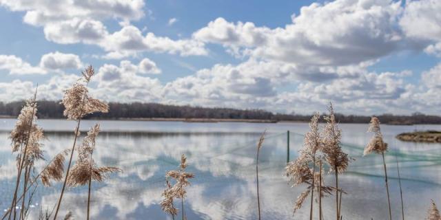 Etang De Condessiat sur le circuit de balade de l'étang Moulin