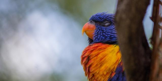 Loris arc en ciel au Parc des Oiseaux