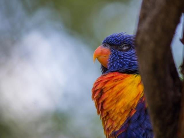 Loris arc en ciel au Parc des Oiseaux