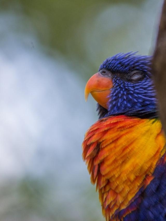 Loris arc en ciel au Parc des Oiseaux