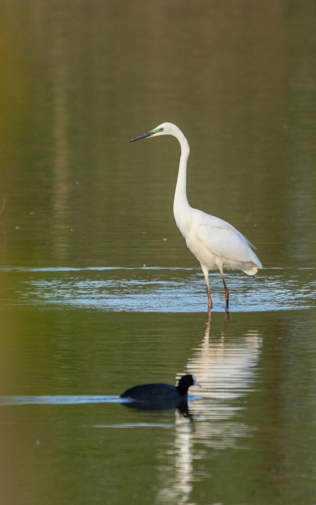 Grande Aigrette