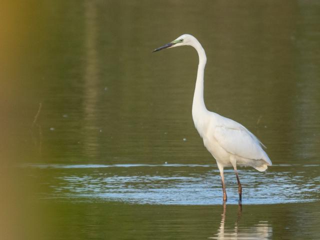 Grande Aigrette