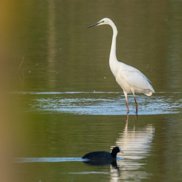 Grande Aigrette