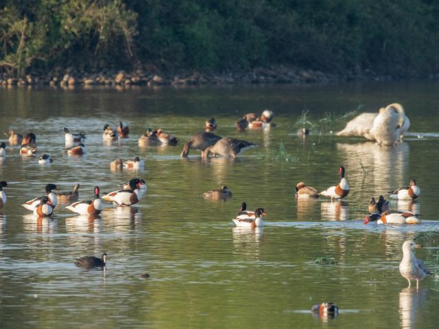 Nombreux oiseaux Sur l'étang du Grand Birieux